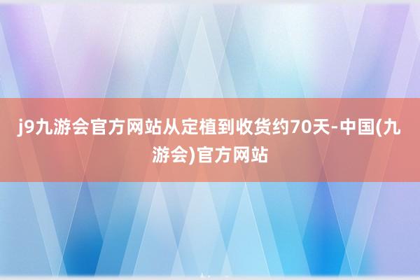 j9九游会官方网站从定植到收货约70天-中国(九游会)官方网站
